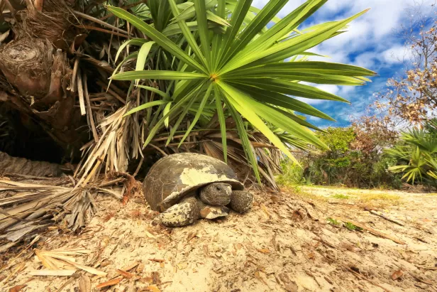 Gopher Tortoise in burrow 
