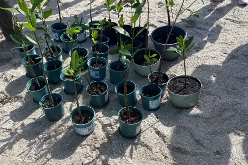 mangrove propagules
