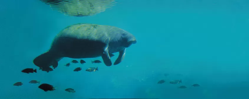 Underwater view of a manatee swimming slowly with a small school of fish below it.