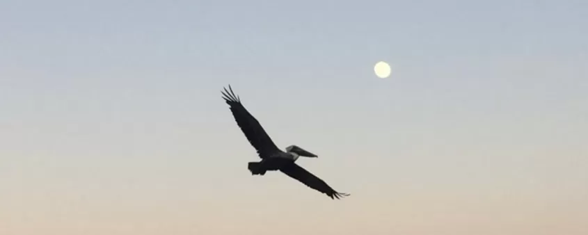 Full moon and pelican