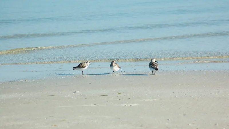 Bowditch Point Park Sandpipers