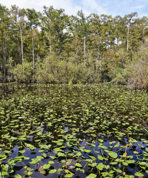Marshes