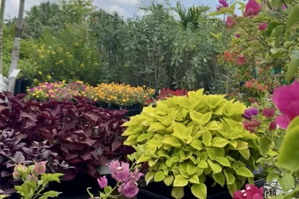 Colorful view of plants in the garden center